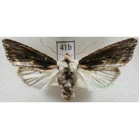 Egira conspicillaris (Linnaeus, 1758) Czech41b